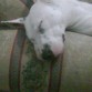 dormidaa